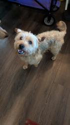 Found/Stray Male Dog last seen Lions Park, Johnson City, TN 37601