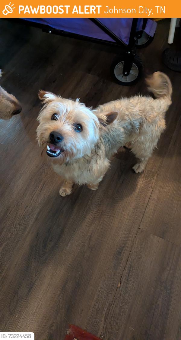 Found/Stray Male Dog last seen Lions Park, Johnson City, TN 37601