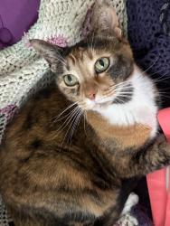 Lost Female Cat last seen Beach Palm Ct & Wildwood/Treaty Park, St. Augustine, FL 32086