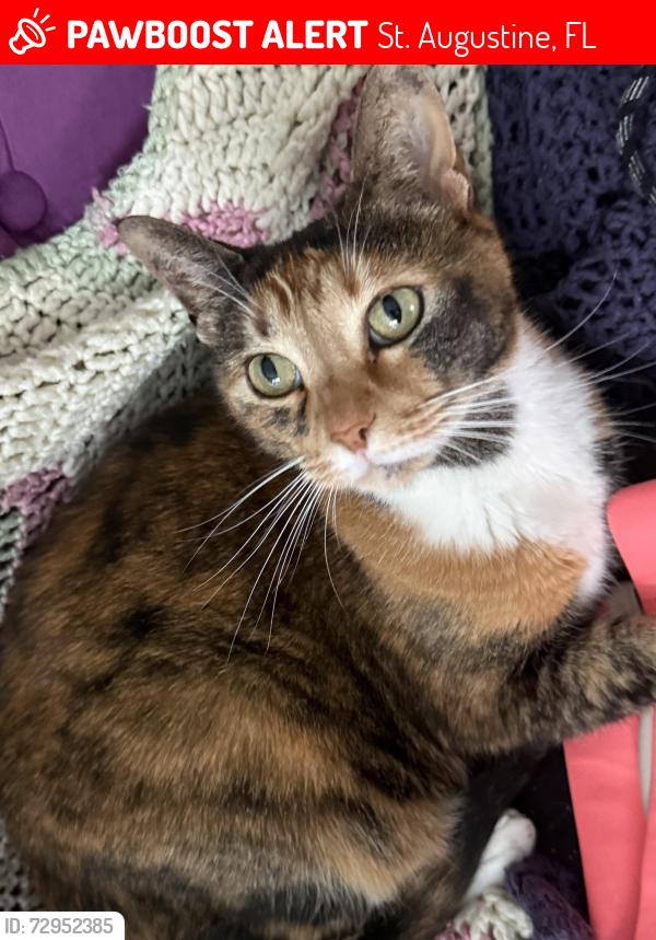 Lost Female Cat last seen Beach Palm Ct & Wildwood/Treaty Park, St. Augustine, FL 32086