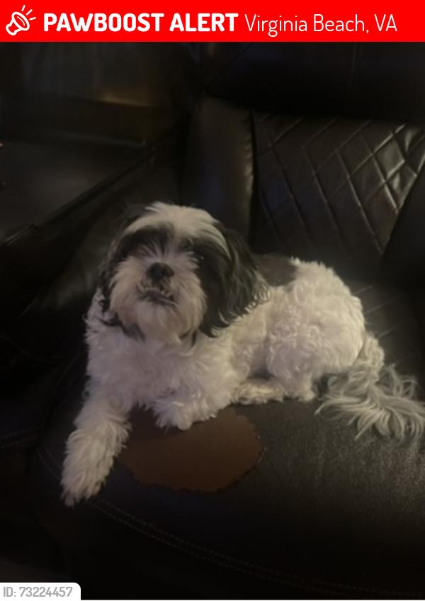 Lost Female Dog last seen Near Steeplechase Drive, Virginia Beach, VA 23464