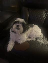 Lost Female Dog last seen Near Steeplechase Drive, Virginia Beach, VA 23464