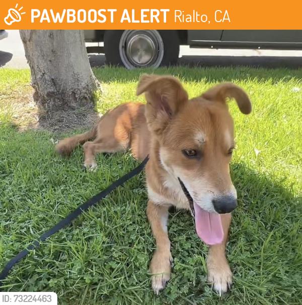 Found/Stray Male Dog last seen Renaissance Village apmt, Rialto, CA 92376