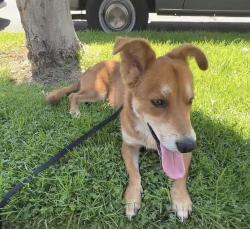 Reunited Male Dog last seen Renaissance Village apmt, Rialto, CA 92376