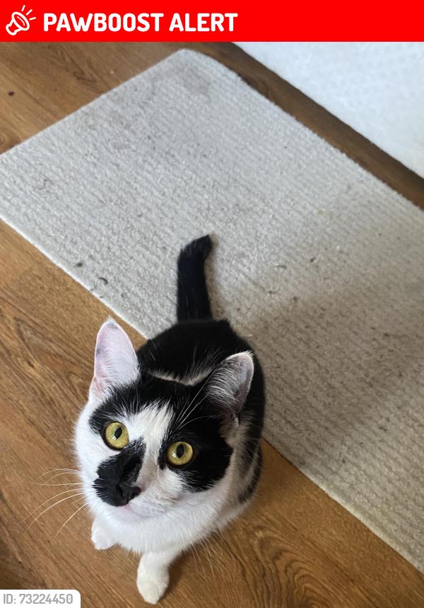 Lost Female Cat last seen Sandringham road est, Bredbury, England SK6 2EJ