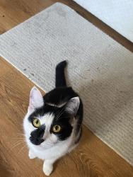 Lost Female Cat last seen Sandringham road est, Bredbury, England SK6 2EJ