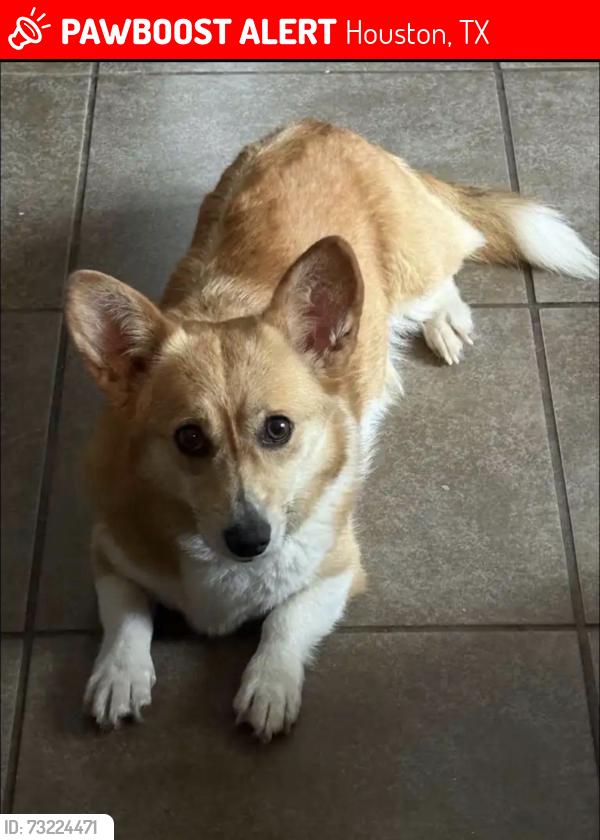Lost Female Dog last seen Barker cypress, Houston, TX 77095