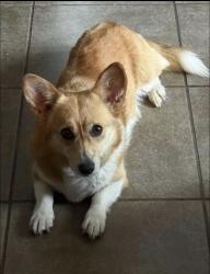 Lost Female Dog last seen Barker cypress, Houston, TX 77095