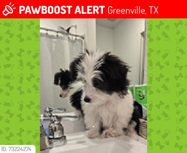 Lost Male Dog last seen Portsmouth Lane & Gratiot Road, Greenville, TX 75402