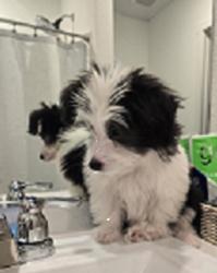 Lost Male Dog last seen Portsmouth Lane & Gratiot Road, Greenville, TX 75402