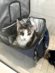 Reunited Female Cat last seen Homestretch & Shifting Winds, Las Vegas, NV 89117