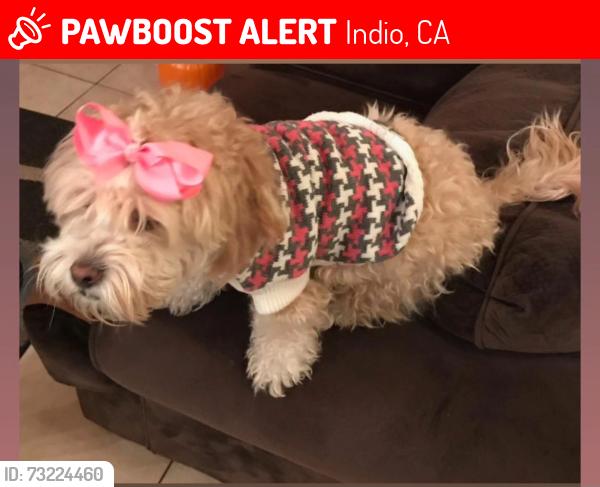 Lost Female Dog last seen Requa and Jackson, Indio, CA 92201