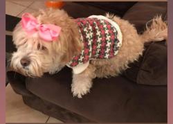 Lost Female Dog last seen Requa and Jackson, Indio, CA 92201