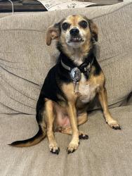 Lost Female Dog last seen McDonald's 146, Baytown, TX 77523
