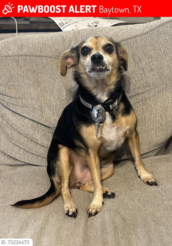 Lost Female Dog last seen McDonald's 146, Baytown, TX 77523