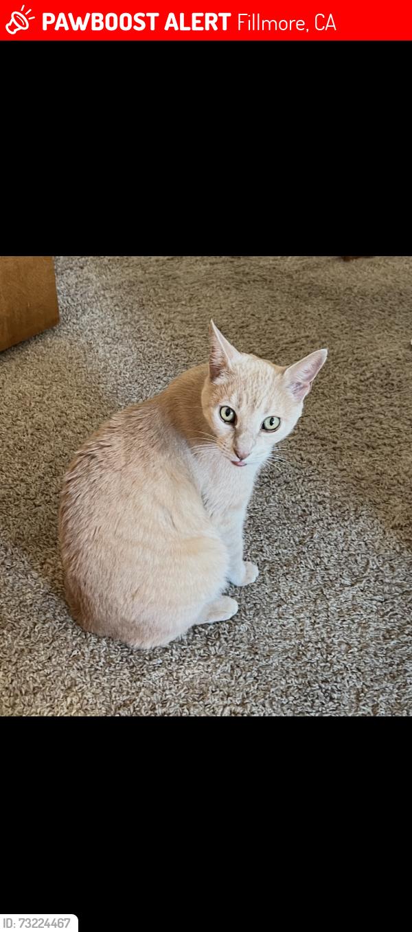 Lost Male Cat last seen First street and Saratoga, Fillmore, CA 93015