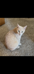Lost Male Cat last seen First street and Saratoga, Fillmore, CA 93015