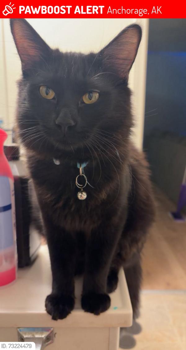 Lost Male Cat last seen D st , Fireweed , 22nd st, Anchorage, AK 99503