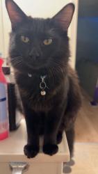 Lost Male Cat last seen D st , Fireweed , 22nd st, Anchorage, AK 99503