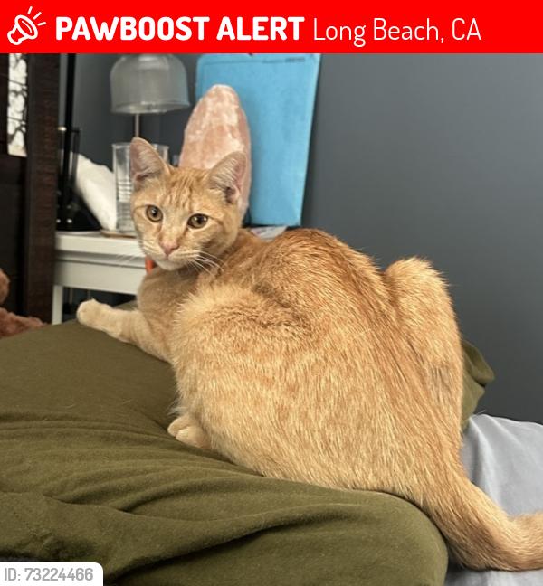 Lost Male Cat last seen Spring and Bellflower, Long Beach, CA 90808