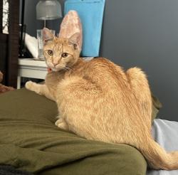 Lost Male Cat last seen Spring and Bellflower, Long Beach, CA 90808