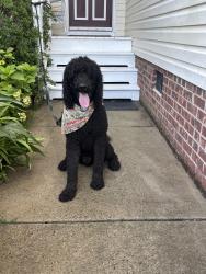 Reunited Male Dog last seen Old Evans Rd, Garner, NC 27529