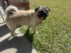 Reunited Male Dog last seen Near Osage Ave, Hayward, CA 94545, USA, Hayward, CA 94545