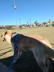 Lost Male Dog last seen Rua salmão 451, Jardim Nova Itapevi, SP 06694-230