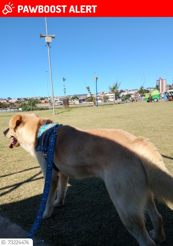 Lost Male Dog last seen Rua salmão 451, Jardim Nova Itapevi, SP 06694-230
