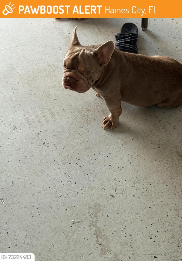 Found/Stray Male Dog last seen Arlington cir Haines city, Haines City, FL 33844