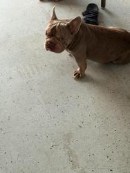Found/Stray Male Dog last seen Arlington cir Haines city, Haines City, FL 33844
