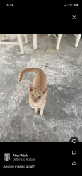 Found/Stray Unknown Cat last seen Waterfall & Spring Hill dr, Spring Hill, FL 34606