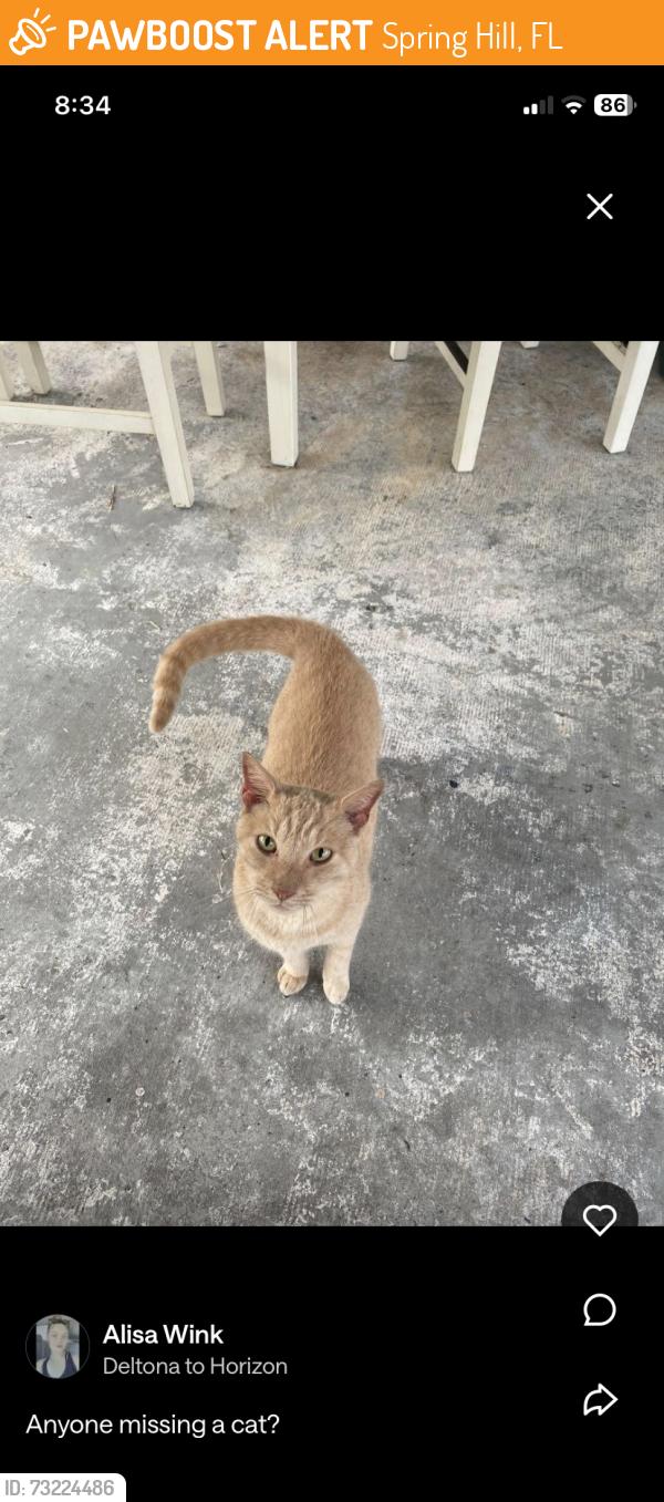 Found/Stray Unknown Cat last seen Waterfall & Spring Hill dr, Spring Hill, FL 34606