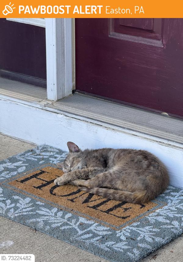 Found/Stray Unknown Cat last seen Concord Cir and Ohio st, Easton, PA 18045