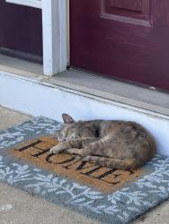 Found/Stray Unknown Cat last seen Concord Cir and Ohio st, Easton, PA 18045