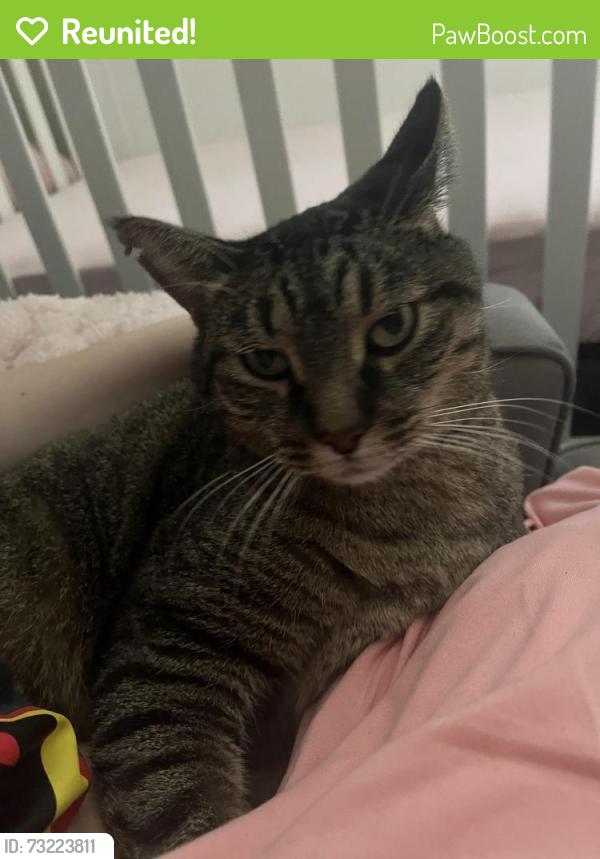 Reunited Male Cat last seen Near Stovall Dr, Raleigh, NC 27606, USA, Raleigh, NC 27606