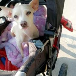 Lost Female Dog last seen Near mary st, San Antonio, TX 78214