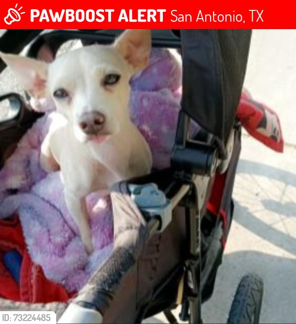 Lost Female Dog last seen Near mary st, San Antonio, TX 78214