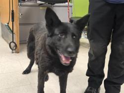 Shelter Stray Female Dog last seen Near BLOCK 200TH AVE SE, ENUMCLAW WA 98022, 21615 64th Ave S, Kent, WA 98032, USA