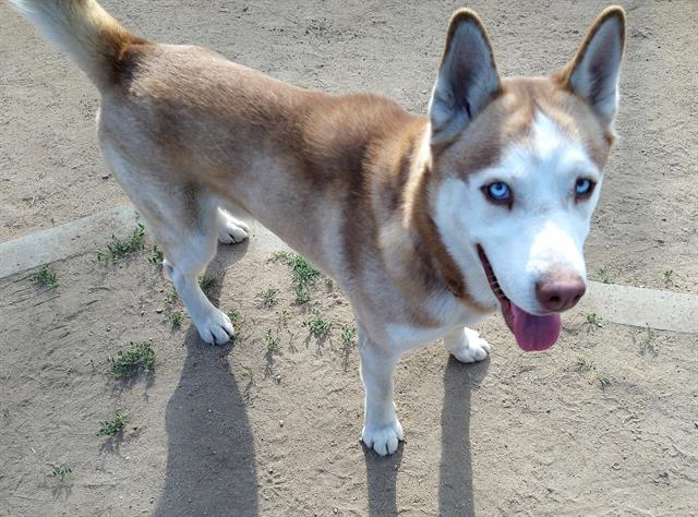 Shelter Stray Male Dog last seen , 14409 Vanowen St, Van Nuys, CA 91405, USA