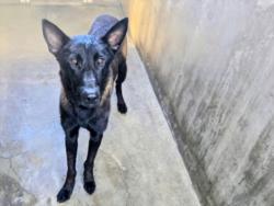 Shelter Stray Male Dog last seen , 14409 Vanowen St, Van Nuys, CA 91405, USA