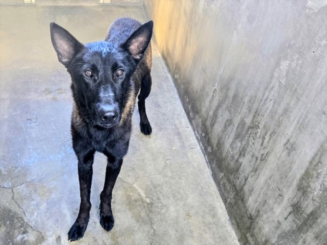 Shelter Stray Male Dog last seen , 14409 Vanowen St, Van Nuys, CA 91405, USA