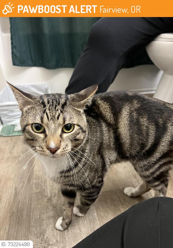 Found/Stray Male Cat last seen Chinook way, Fairview, OR 97024