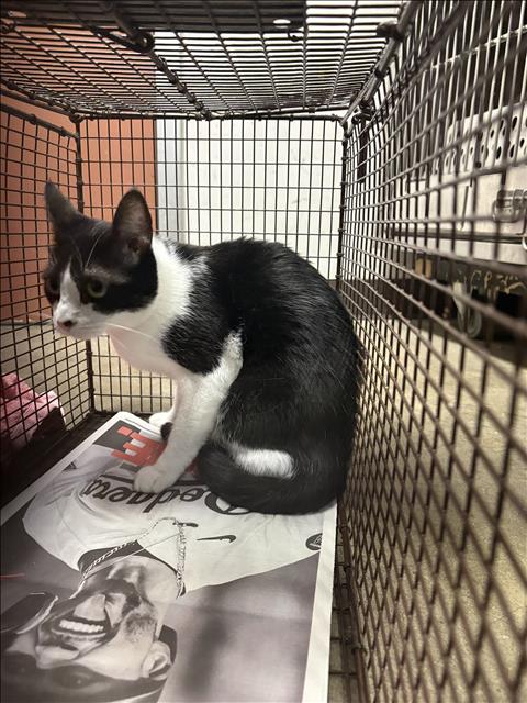 Shelter Stray Female Cat last seen , West Valley Animal Shelter, 20655 Plummer St, Chatsworth, CA 91311, USA