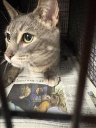Shelter Stray Male Cat last seen , West Valley Animal Shelter, 20655 Plummer St, Chatsworth, CA 91311, USA