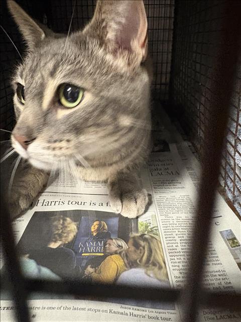 Shelter Stray Male Cat last seen , West Valley Animal Shelter, 20655 Plummer St, Chatsworth, CA 91311, USA