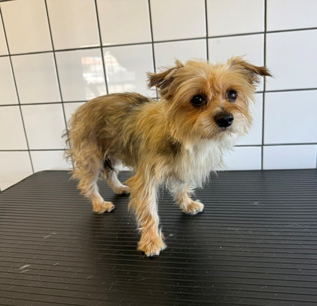 Shelter Stray Male Dog last seen , 11258 Garfield Ave, Downey, CA 90242, USA