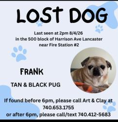 Lost Male Dog last seen Old bill baileys, Harrison Ave, Lancaster, OH 43130