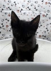 Shelter Stray Female Cat last seen Near BLOCK PERRY ST, PERRIS CA 92570, 6851 Van Buren Boulevard, Jurupa Valley, CA 92509, USA