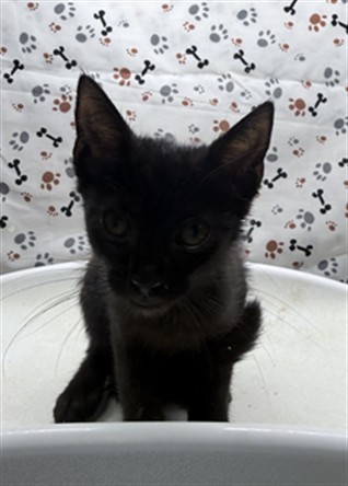 Shelter Stray Female Cat last seen Near BLOCK PERRY ST, PERRIS CA 92570, 6851 Van Buren Boulevard, Jurupa Valley, CA 92509, USA